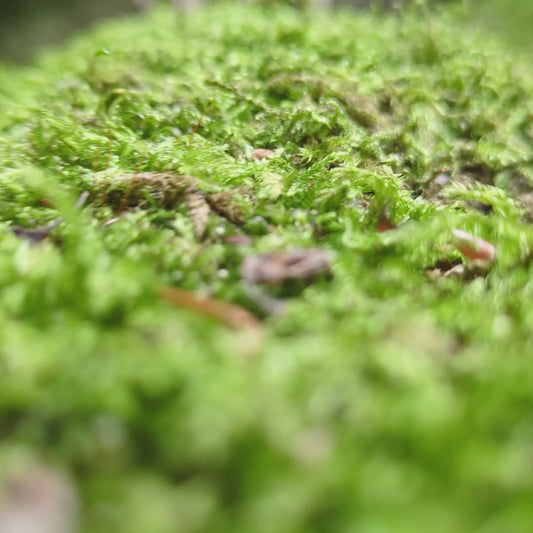 Tight close-up of a laser cut plywood elven structure with tiny guards holding swords, placed on vibrant green moss.
